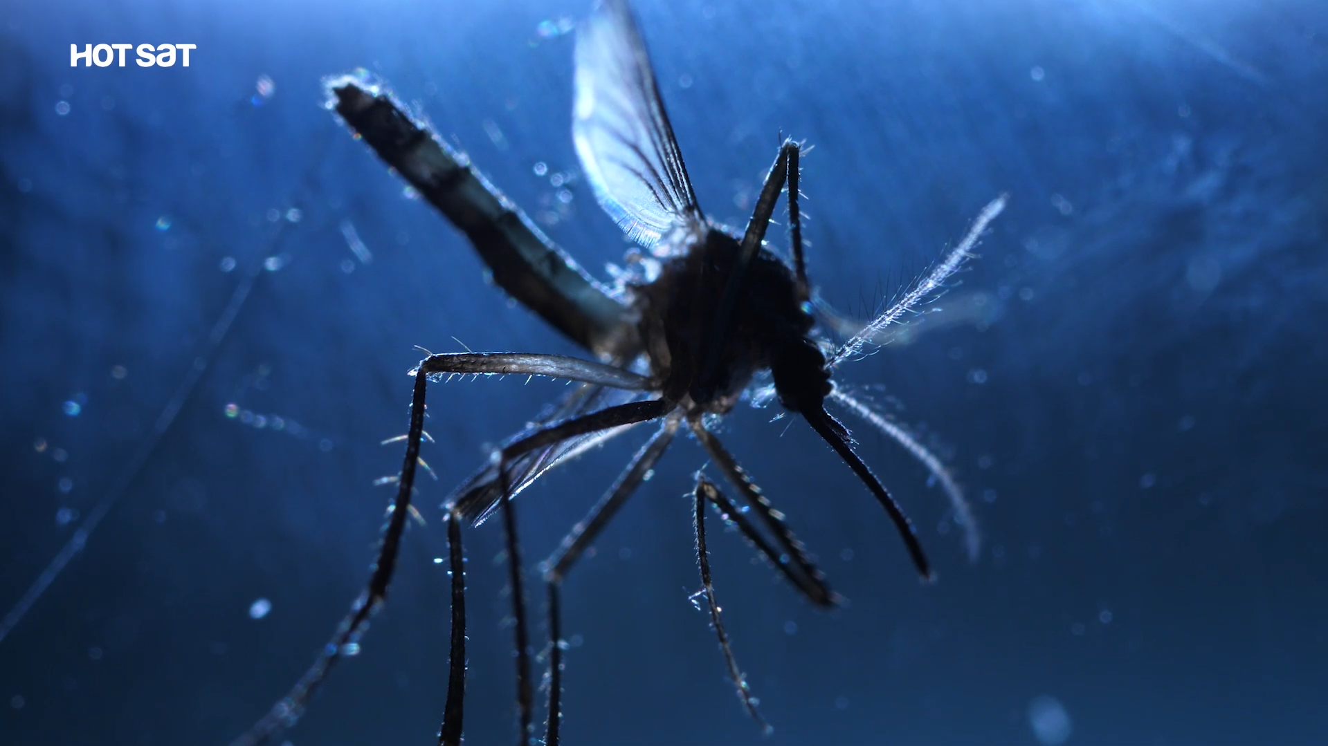 Alerta de utilidade pública sobre a dengue e Chikungunya